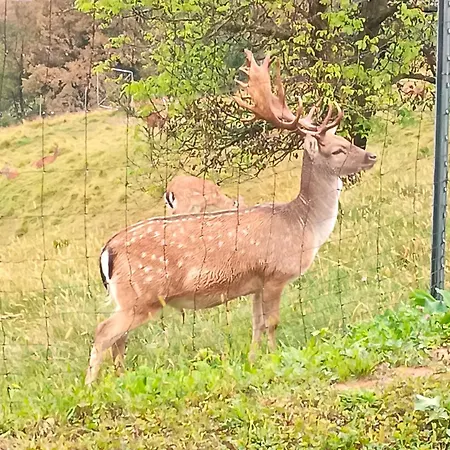 Jelenova Lesena Hiska Дом отдыха *