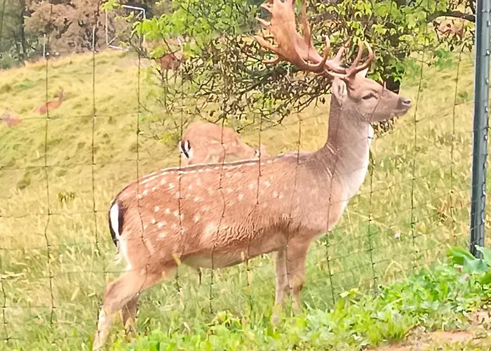 Jelenova Lesena Hiska Ferienhaus *